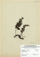 藏品(華東瓶蕨)的圖片